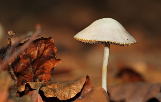 Best Mushroom Supplements Brand Review