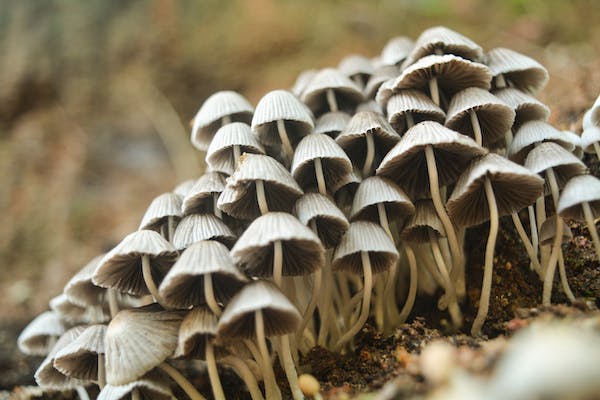 How to Know The Many Ways Mushroom Supplements Can Improve Your Health in 2023